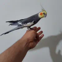 عروس هلندی سینامون