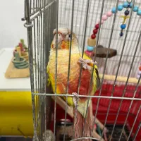 طوطی گرینچیک