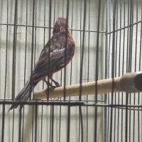 قناری ماده نگرو اماده