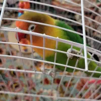 فروش طوطی برزیلی و مرغ عشق