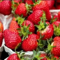 توت فرنگی درجه یک دلند