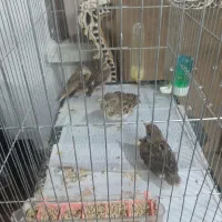 سهره قناری. مست|پرنده|آمل, |دیوار