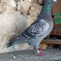 پلاکی 6عددگرفتنی مسابقات بزینگ پیگو دونه ای500