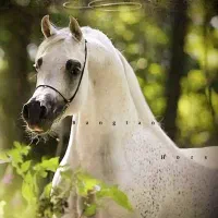 خرید و فروش اسب