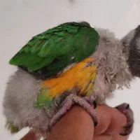 طوطی استوایی نژادکاسکو،کوتوله رنگ خواص،شاه طوطی