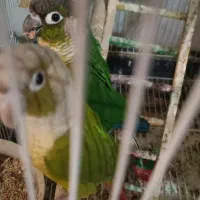 جفت گرینچیک