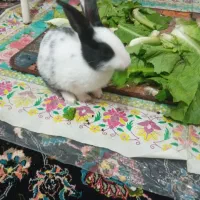 بچه خرگوش|موش و خرگوش|کرمانشاه, |دیوار