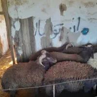 بره افشاری پروارشده|حیوانات مزرعه|بندر گز, |دیوار