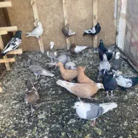 کفتر|پرنده|شیراز, درکی|دیوار