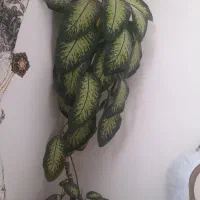 گل دیفین باخیا