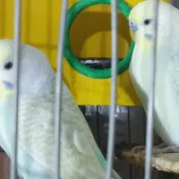 پرنده مرغ عشق رینبو