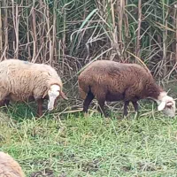 گوسفند آبستن وشیر کرده|حیوانات مزرعه|شیرگاه, |دیوار