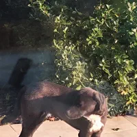 واگذاری سگ نگهبان