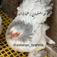 جوجه ۱۰روزه برهما لایت و بلولایت مرغ زینتی قناری