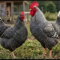 جوجه آمروک پلیموت راک  اصیل 5 روزه