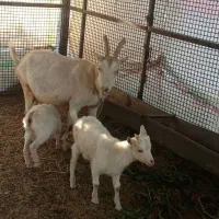 فروشی|حیوانات مزرعه|فریمان, |دیوار