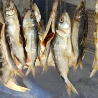 انواع ماهی شور خشک دریایی تازه مال امسال|خوردنی و آشامیدنی|گمیشان, |دیوار