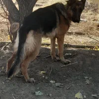 جهت معاوزه|سگ|کرمانشاه, |دیوار