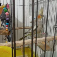 جفت عروس هلندی دستباز و سخنگو|پرنده|سقز, |دیوار