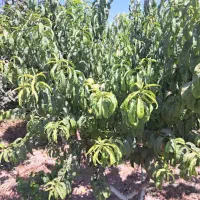 فروش باغ رضی آباد