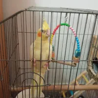 طوطی عروس دستی ماده