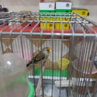 فروش سهره وسهره قناری دهندار (دهن لر)|پرنده|تهران, جیحون|دیوار