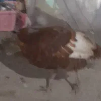 تعدادی اردک با یک بوقلمون