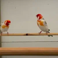 سهره قناری دون میکس بالانس دانه مخلوط هفت تخم