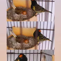 گلبسر جفتخور قناری/پشتی کردن تخم پسشونه/سهره