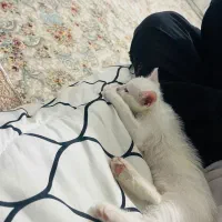 بچه گربه سفید