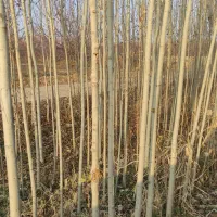 نهال صنوبر و کبوده