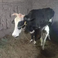 گاو ماده فروشی