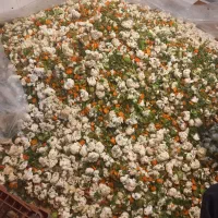 انواع ترشی خانگی