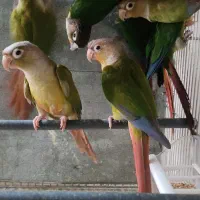 گرینچیک.گیرینچیک.گرینچیک سرلاکی