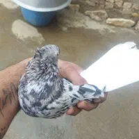 فروشی|پرنده|اسدآباد, |دیوار