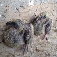 کفتر|پرنده|داراب, |دیوار