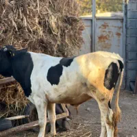 گاو نر نژاد سیمینتال