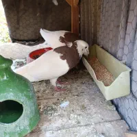 جفت طوقی سرخ