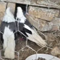 جفت کتی بلندنوک ریز