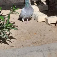 کبوتر|پرنده|کارون, |دیوار