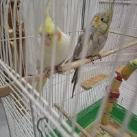 عروس،هلندی