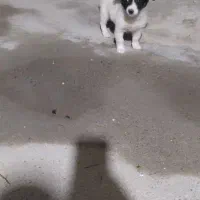 واگذاری توله پاکوتاه