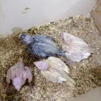 عروس هلندی سرلاکی