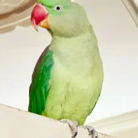 شاه طوطی بیگ سایز سخنگو نر|پرنده|اصفهان, سرچشمه|دیوار