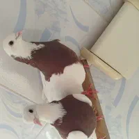 جفت کبوتر طوقی