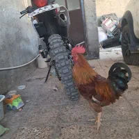 خروس جوان و سرحال عالی برای نگهداری یا قربانی کردن