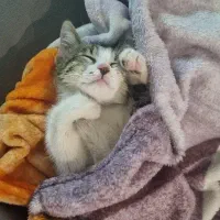 واگذاری فقط در کرج