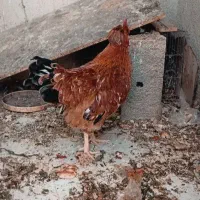 مرغ خروس گلین