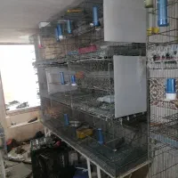 دو عدد قفس 9 خان