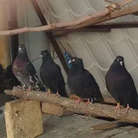 کبوتر زاغ کرز سیاتی پرنده|پرنده|کرمانشاه, |دیوار